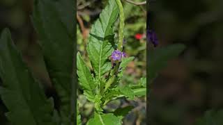 Stachytarpheta sp nature flowers beautiful naturephotography [upl. by Nowd]