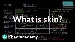 What is skin Epidermis  Integumentary system physiology  NCLEXRN  Khan Academy [upl. by Aleahs]