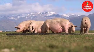 WONDERFUL OUTDOOR PIG FARM IN NEW ZEALANDAMAZING PIG FARMINGMODERN LIVESTOCK FARMINGCUTE PIGLETS [upl. by Euseibbob]