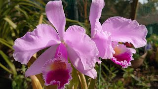 Cattleya trianae [upl. by Loydie]