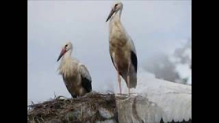 Störche und Geschwisterliebe  Storks and Sibling Love [upl. by Elvis58]