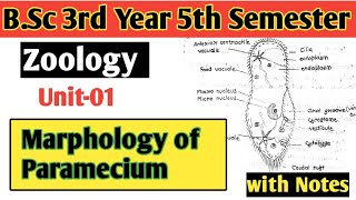 Marphology Of Paramecium Caudatum  Paramecium Structure  BSc 3rd Year 5th Semester Unit01 [upl. by Atined]