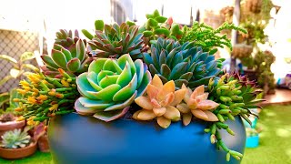 Succulent Arrangement Layering Technique [upl. by Wheelwright]