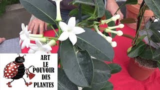 Tuto jardinage Stephanotis floribunda  Entretien et arrosage plante verte dintérieur [upl. by Enrobialc]