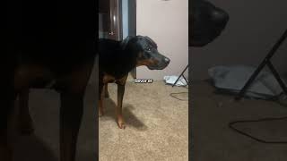 GruselHund perfektioniert JumpScare 😱 [upl. by Borlase608]