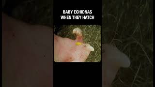 Baby echidnas when they hatch [upl. by Janene95]