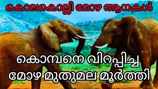 കൊമ്പന്മാരെ വരെ വിറപ്പിക്കുന്ന മോഴ ആനകൾ  Tuskless Male Elephant  mozha [upl. by Crissie]