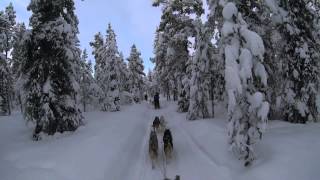 Kiruna Sweden Dog Sledding 6 Day Tour  Jukkasjärvi Wilderness Tours [upl. by Eirahcaz]