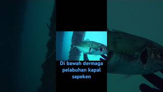 Spearfishing dapat ikan commo commo super jombo spearfishing shots [upl. by Auqinaj]