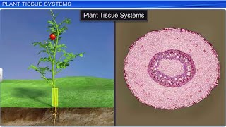 CBSE Class 11 Biology  Anatomy of Flowering Plants  Full Chapter  By Shiksha House [upl. by Shoemaker]