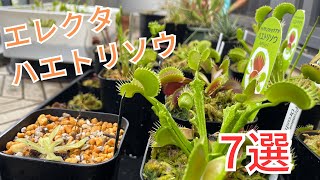 ［ハエトリソウ］エレクタ状のハエトリソウ知ってる？食虫植物 [upl. by Aviva353]