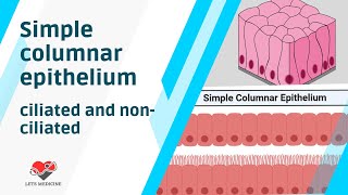 Simple Columnar Epithelium Ciliated and NonCiliated [upl. by Other616]