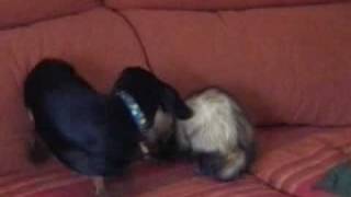 Dog and ferret Play together  Perro y huron juegan juntos [upl. by Reldnahc364]