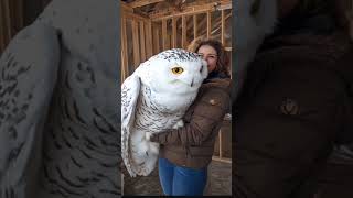 Owl are so much smart birds 😨 owl birds factsinhindi facts greyowl shorts [upl. by Harac]