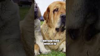 Spanish Mastiff  Powerful and Giant Dog Breed [upl. by Arehc]