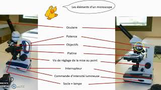 TP 1  module de biologie cellulaire svtu s1 microscopالبيولوجيا بالدارجة المغربية [upl. by Seluj]