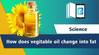 How does vegetable oil change into fat Hydrogenation of Vegetable Oil [upl. by Regnij]