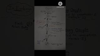 Notes of Oogenesishumanreproduction biologyneet class12biology youtubeshorts [upl. by Nile562]