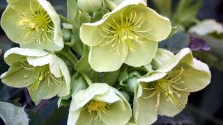 How to grow Hellebores [upl. by Nnaear]