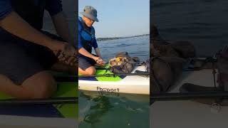 Kitties were afraid of the noisy people and boats watercat tabby ragdoll paddleboarding [upl. by Mighell268]