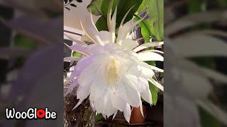 Queen Of The Night Cereus Timelapse Blooming  WooGlobe [upl. by Uttica808]