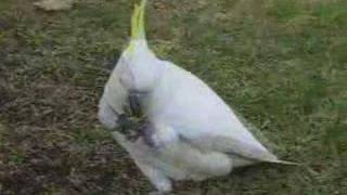 Greater Sulphur Crested Cockatoo in Sydney [upl. by Cheri]