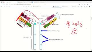 Antibody structure and function Immune ResponseImmunologyFirst Aid LectureLec10 drjamillectures [upl. by Iaj]