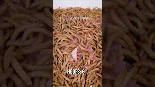 10 000 Mealworms vs Pork chop [upl. by Noakes]