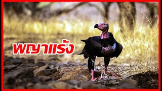 Red headed vulture  เรื่องราว quotพญาแร้งquot [upl. by Trina]