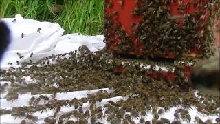 Immersion avec les abeilles noires une pluie dabeilles qui rentre dans la ruchette [upl. by Alene]