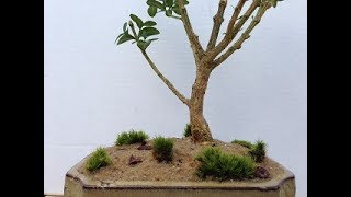 Boxwood Bonsai Tree from Shrub to Beautiful [upl. by Hilel236]