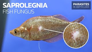 Recognizing amp Treating Fish Fungus Saprolegnia sp [upl. by Luis]