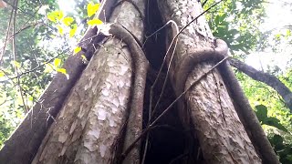 Following the forest ranger Exploring the longest roots of a banyan tree in the rainforest [upl. by Bastien]