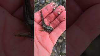 Washington state tide pool crab pinched me [upl. by Eolcin]