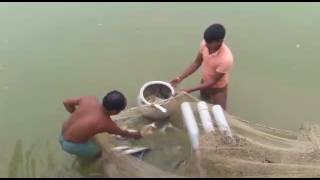 Fish Farming amp Hatchery Bihar  Jharkhand Water Decors [upl. by Culhert425]