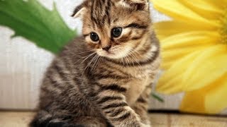 Animal Planet  Cats 101  Scottish Fold [upl. by Caswell]