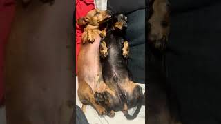 Dachshund Snuggles lovemydachshund dachshund sausagedog cute puppy dachs [upl. by Litch]