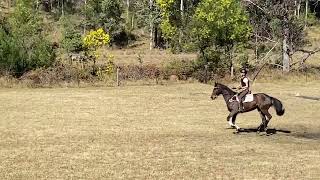 Fernances Creek Haflinger Horses and Events Amy Roberts July [upl. by Kuhn]