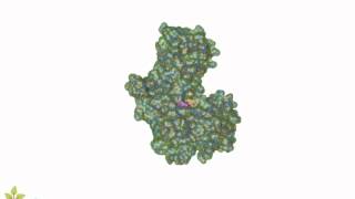 Enzyme Substrate Complex [upl. by Abil]