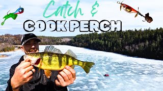 Sight Fishing Jumbo Perch In Crystal Clear Water [upl. by Ymrots]