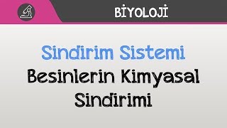 İnsan Fizyolojisi  Sindirim Sistemi  Besinlerin Kimyasal Sindirimi [upl. by Cortney]