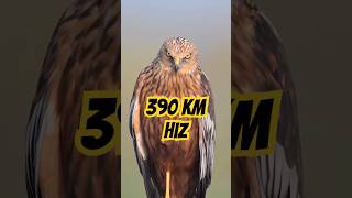 Dünyanın En Hızlı Canlısı 390 KMH 😱🦅 [upl. by Aneed]