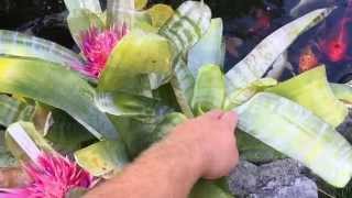 REBLOOMING BROMELIADS AECHMEA FASCIATA BROMELIAD UPDATE [upl. by Gothar]