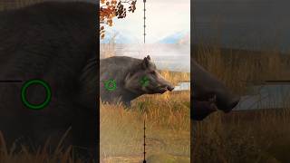 Boar Hunting hunting gaming shorts wildboarhills boarhunting hunting [upl. by Ranchod43]