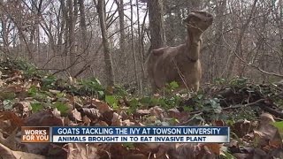 Towson University uses goats to eradicate the ivy problem [upl. by Devonna]