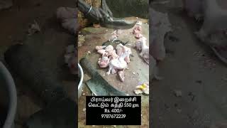 கறிகடைகத்திி 9787672239 மேலூர் மதுரை2 [upl. by Kung]