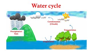 Water Cycle Educational Video For Kids [upl. by Ydnys938]