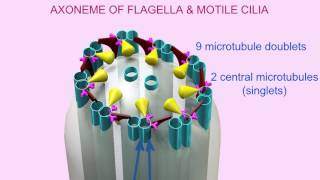 AXONEME of CILIA amp FLAGELLA [upl. by Loleta]