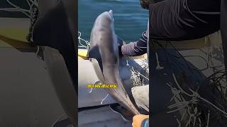 I went fishing in the sea and cut the net and freed the dolphin 🐬 shots facts shortsfeed ytshots [upl. by Heise]