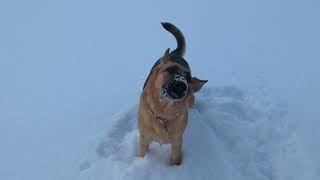 German Shepherds Enjoying The Fresh Snow [upl. by Sunderland526]